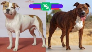American Staffordshire Terrier, Pitbull, AmStaff, dog breed comparison, family pets, temperament, exercise needs,