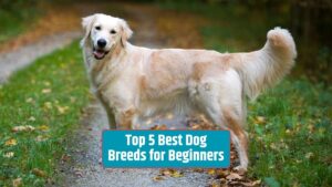 best dog breeds, beginner dog breeds, family-friendly dogs, first-time dog owners, choosing the right dog breed,