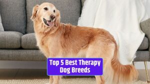 Therapy dog breeds, best dogs for therapy work, therapy dog temperament, emotional support animals, therapy dog certification,