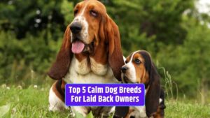 Calm dog breeds, laid-back dog breeds, relaxed dog breeds, serene dog breeds, easygoing dog breeds,