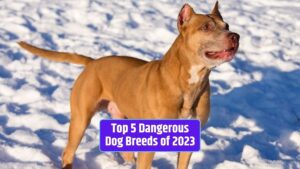 dangerous dog breeds, 2023, aggressive dogs, responsible ownership, canine companions,