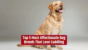 Affectionate dog breeds, cuddly canines, loving dog breeds, cuddle-loving dogs, affectionate furry friends,