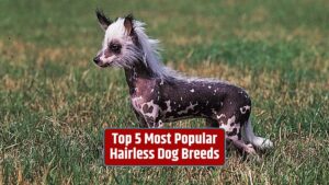 hairless dog breeds, popular hairless dogs, unique dog breeds, hypoallergenic dogs, rare dog breeds,
