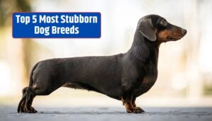 Stubborn dog breeds, independent dog breeds, determined canines, strong-willed dogs, challenging dog breeds,