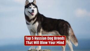 Russian dog breeds, breeds from Russia, unique Russian canines, Russian dog history, breeds with Russian origin,