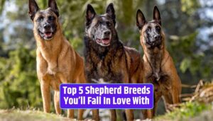 Shepherd breeds, German Shepherd, Australian Shepherd, Belgian Malinois, Border Collie, Shetland Sheepdog, loyal family pets, working dogs, intelligent Shepherd breeds,