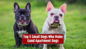 apartment dogs, small dog breeds for apartments, apartment-friendly dogs, dogs for small living spaces, small dog companions,