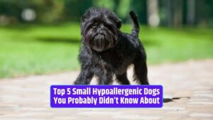 Small hypoallergenic dogs, hypoallergenic dog breeds, allergy-friendly dogs, pint-sized hypoallergenic pups, non-shedding dog breeds,