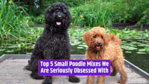 Small Poodle mixes, Poodle crossbreeds, mixed breed dogs, Poodle mix characteristics, best small Poodle mixes,