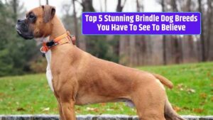 Brindle dog breeds, stunning brindle coats, unique coat patterns, brindle dog characteristics, brindle dog personalities,