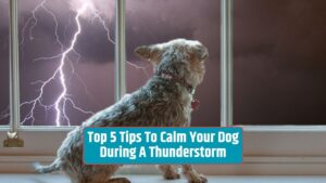 calm dog, thunderstorm anxiety, dog safety, pet care, pet anxiety, comforting techniques, pet behavior, thunderstorm phobia, pet health, canine anxiety,