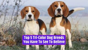 Tri-color dog breeds, stunning coat patterns, unique dog fur, tri-color coat patterns,