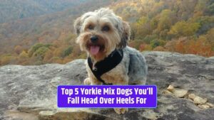 Yorkie mix dogs, designer dog breeds, Yorkie hybrid breeds, Yorkie mix characteristics, Yorkie mix personalities,