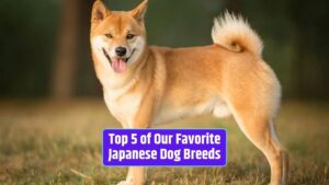 Japanese dog breeds, Shiba Inu, Akita Inu, Japanese Chin, Shikoku, Kai Ken, Japanese dog characteristics,