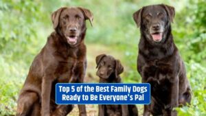family-friendly dog breeds, best dogs for families, dogs for kids, family pets,