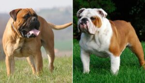 Mean-looking dog breeds, intimidating dog appearance, misunderstood dog breeds, dog breed stereotypes,