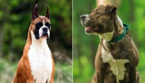Muscular dog breeds, strong dogs, powerful canine companions, muscular dog appearance, athletic dog breeds,