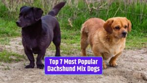 Dachshund mix dogs, popular Dachshund crosses, favorite Dachshund mixes, Dachshund mix characteristics, Dachshund mix personalities,