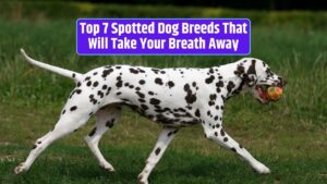 Spotted dog breeds, speckled canine companions, dogs with distinctive markings, visually stunning dogs, unique coat patterns,