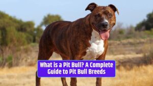 Pit Bull breeds, American Pit Bull Terrier, American Staffordshire Terrier, Staffordshire Bull Terrier, Pit Bull behavior, Pit Bull myths, Pit Bulls as family pets,