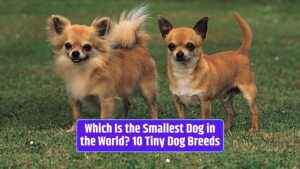 Smallest dog breeds, Tiny dog breeds, Chihuahua, Pomeranian, Yorkshire Terrier, Maltese, Papillon, Italian Greyhound, Affenpinscher, Japanese Chin, Brussels Griffon, Dachshund,