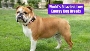 Low-energy dog breeds, lazy dog breeds, couch potato dogs, relaxed canine companions, calm dog breeds,
