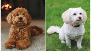 Poodle vs. Bichon, Poodle characteristics, Bichon Frise traits, dog breeds comparison, hypoallergenic dogs,
