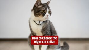 cat collar, cat safety, cat accessories, pet fashion, cat collar materials, collar fit, breakaway collar, cat collar style, pet safety,