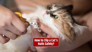 Cat nail clipping, feline grooming, nail care, pet cat, cat nail clippers,