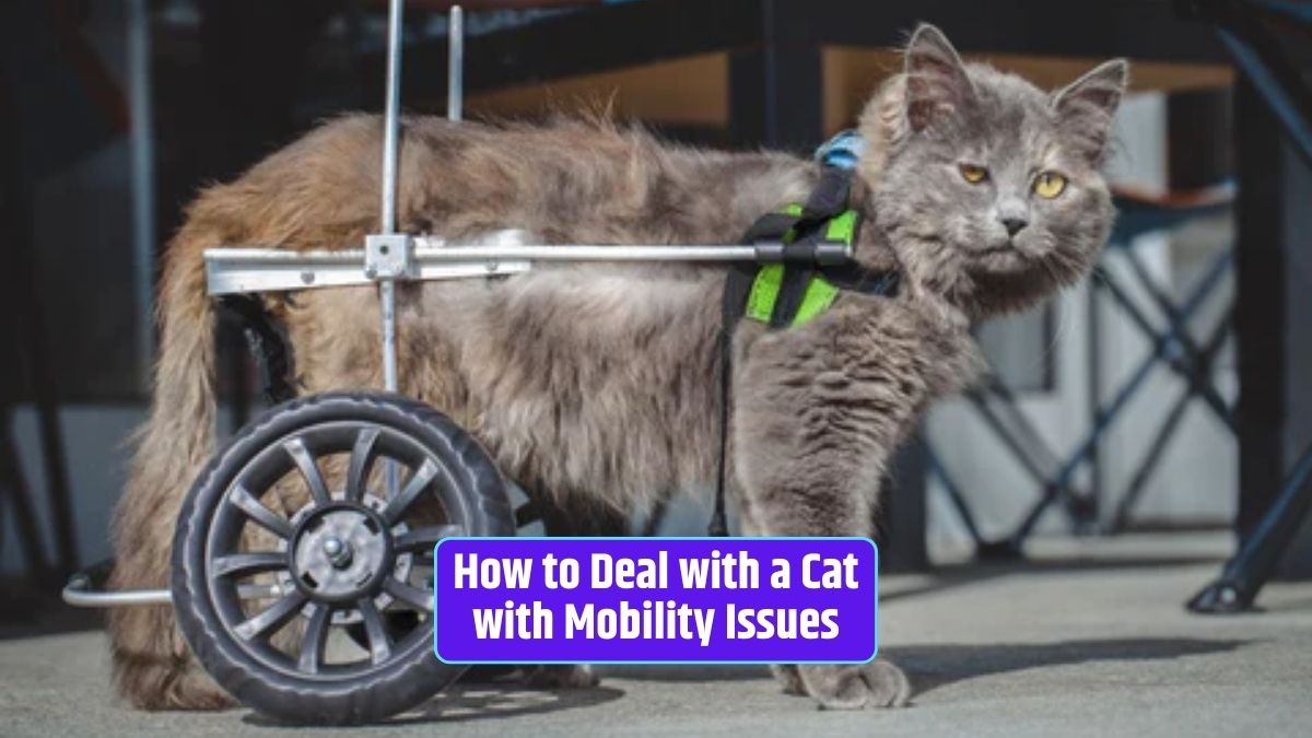 Cat mobility issues, feline health, cat arthritis, pet care, cat joint pain,