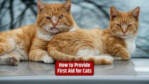 Cat first aid, feline health, cat emergencies, pet safety, veterinary care,
