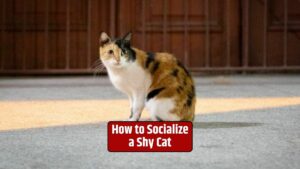 Socialize a shy cat, shy cat behavior, cat socialization, building cat confidence,