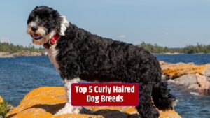 Curly-haired dog breeds, Poodle, Portuguese Water Dog, Irish Water Spaniel, Curly-Coated Retriever, Lagotto Romagnolo,
