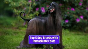 dog breeds, immaculate coats, grooming, Shih Tzu, Samoyed, Afghan Hound, Cavalier King Charles Spaniel, Siberian Husky,
