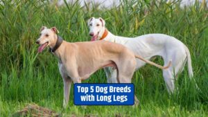 dog breeds, long legs, elegant dogs, 2023, unique features,
