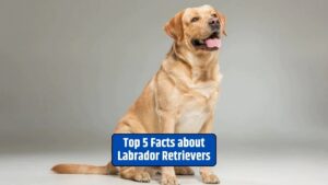 Labrador Retrievers, Labrador facts, Labrador history, Labrador characteristics, Labrador intelligence,