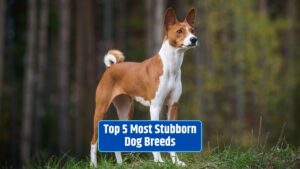 Stubborn dog breeds, Most stubborn dogs, Independent dog breeds, Training stubborn dogs, Stubborn dog breed personalities,