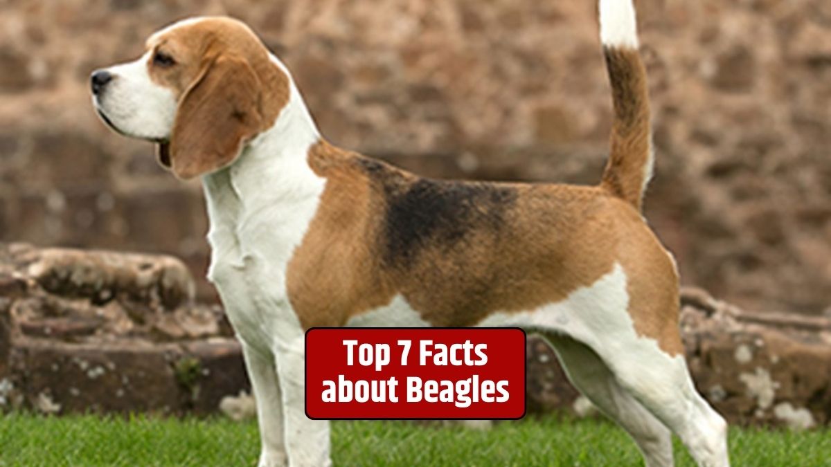 Beagles, Beagle facts, Beagle history, Beagle characteristics, Beagle appearance, Beagle scent hounds, Beagle behavior, Beagle training, Beagle health, Beagle lifespan,