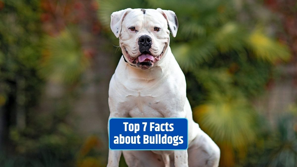 Bulldogs, English Bulldogs, Bulldog facts, Bulldog history, Bulldog characteristics, Bulldog appearance, Bulldog health, Bulldog temperament,