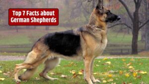 German Shepherds, GSD facts, German Shepherd history, German Shepherd characteristics, German Shepherd intelligence, German Shepherd training,
