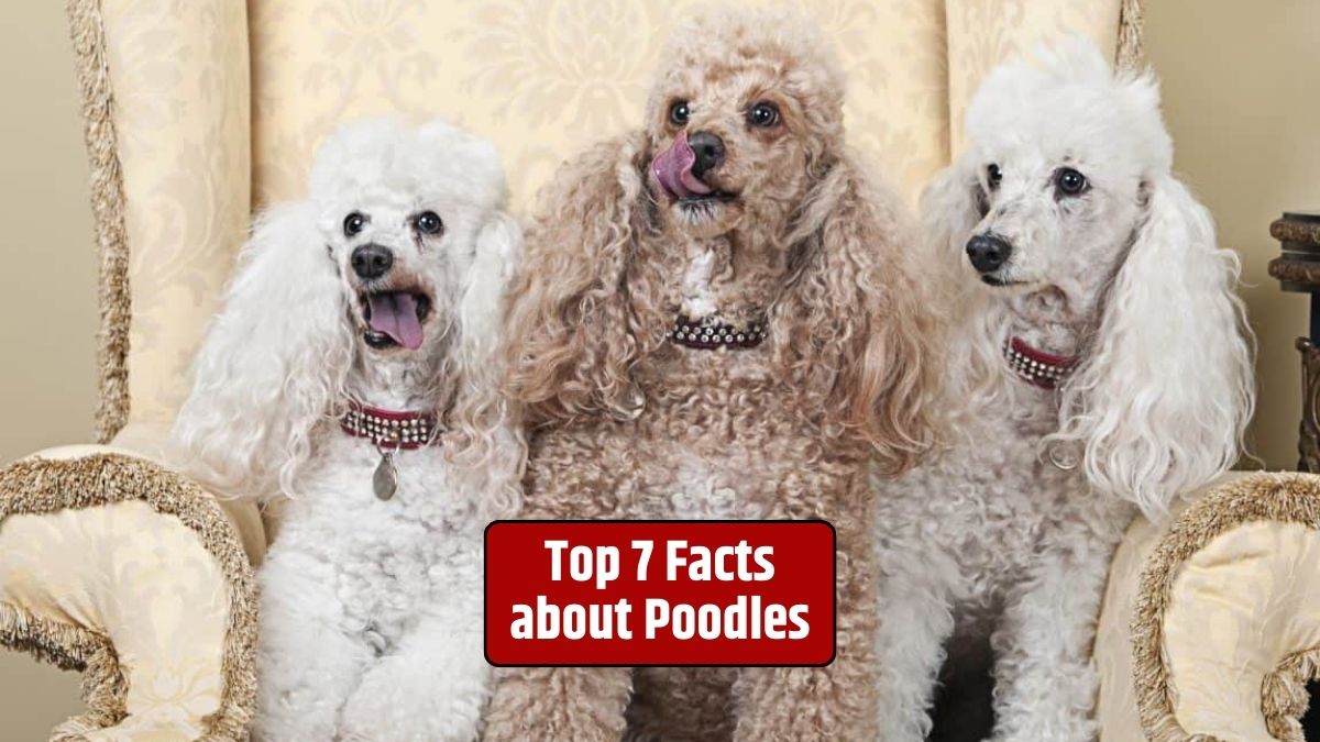 Poodles, Poodle facts, Poodle history, Poodle characteristics, Poodle intelligence, Poodle grooming, Poodle varieties, Poodle hypoallergenic,