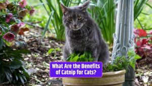 catnip, cat behavior, cat well-being, cat enrichment, cat play, cat health, feline companions, pet care,