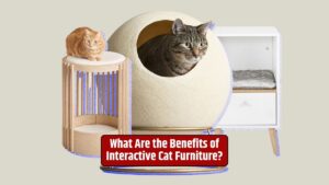 Interactive cat furniture, benefits of cat furniture, cat mental stimulation, cat exercise, cat stress reduction, bonding with cats, cat independence,