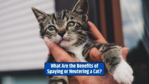 Spaying, neutering, benefits of spaying and neutering, cat overpopulation,