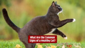 Healthy cat signs, cat well-being, cat health indicators, feline behavior,