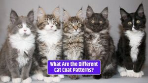 Cat coat patterns, cat colors, tabby cats, calico cats, tortoiseshell cats,