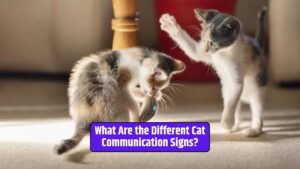 Cat communication, understanding cat behavior, cat vocalizations, cat body language, feline communication signs.,