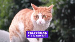 Signs of a stressed cat, Recognizing feline stress, Helping a stressed cat,