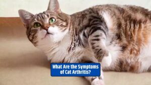 Cat arthritis symptoms, managing cat arthritis, cat joint health,