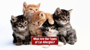 Cat allergies, Types of cat allergies, Managing cat allergies,
